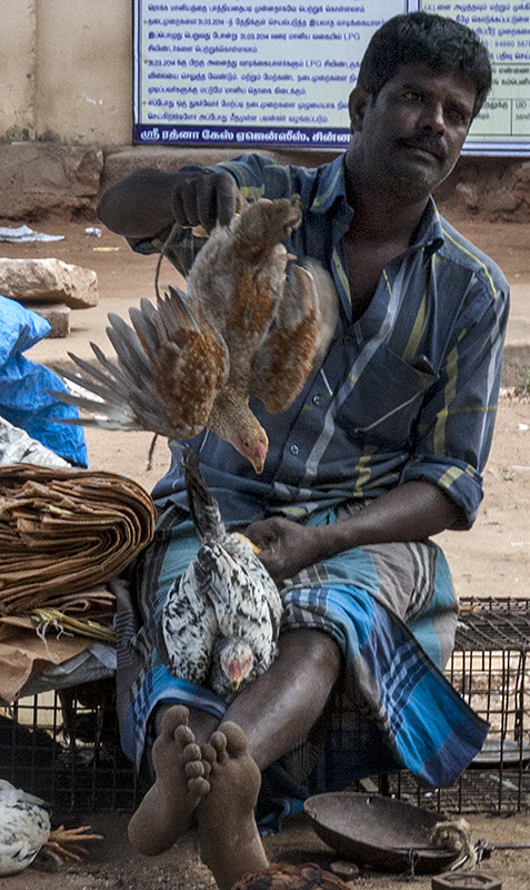 Fresh Chicken for Sale 1